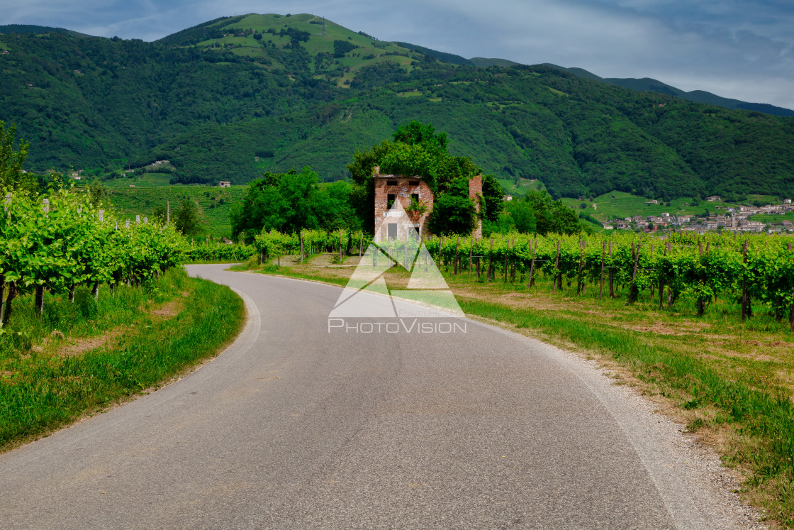 "Road between vineyards in Valdobbiadene." stock image