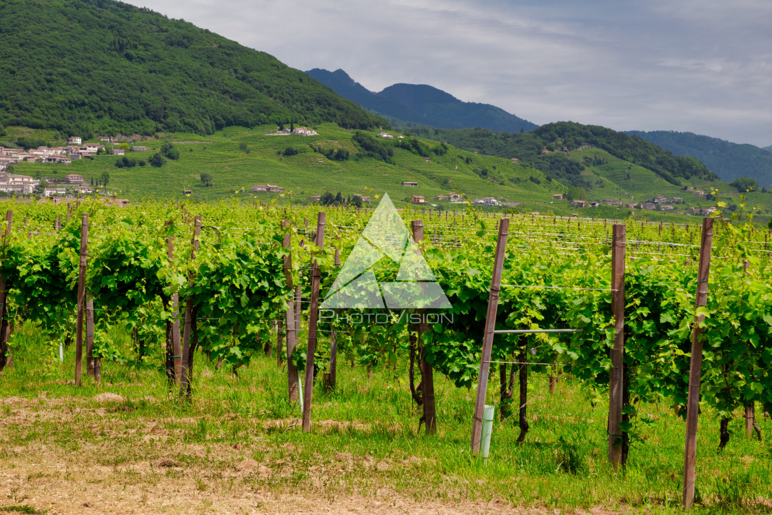 "Vineyards on the slopes of the hills in Valdobbiadene." stock image