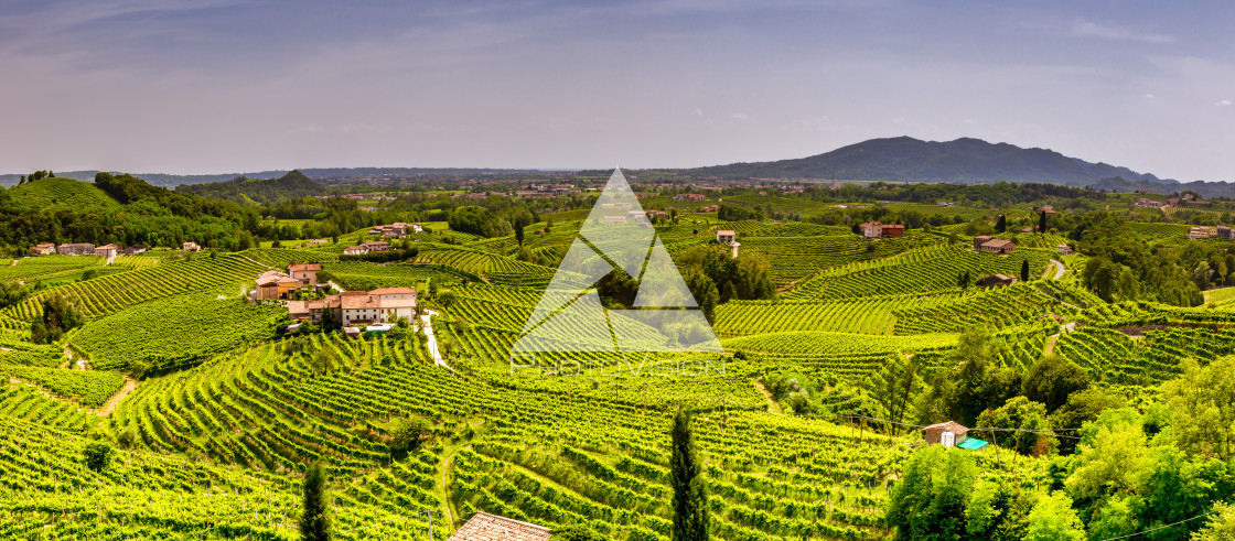 "Panorama of vineyard county around Valdobbiadene" stock image