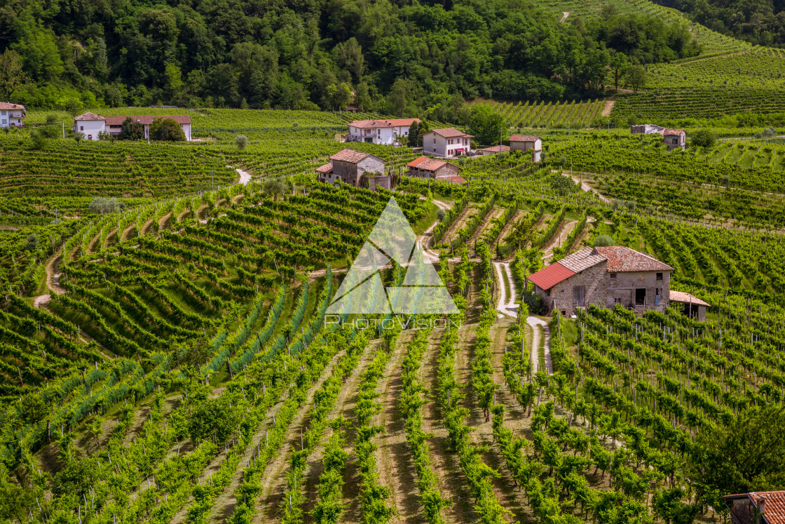 "A county of vineyards around Valdobbiadene" stock image