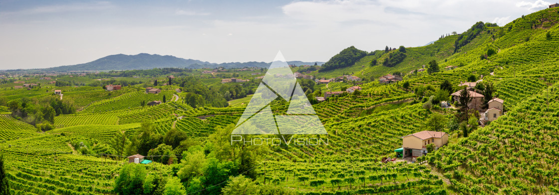 "Panorama of vineyard county around Valdobbiadene" stock image