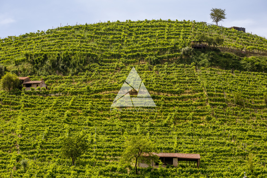 "Vineyard on the hill" stock image