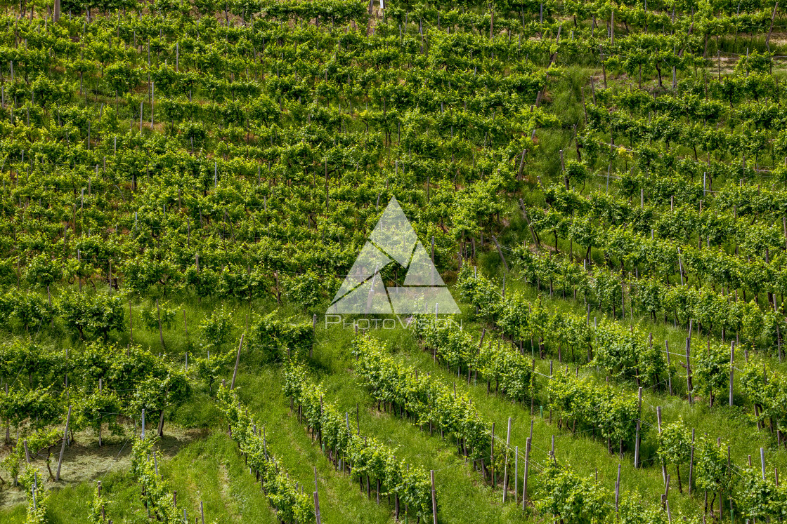 "Vineyard on the hill" stock image