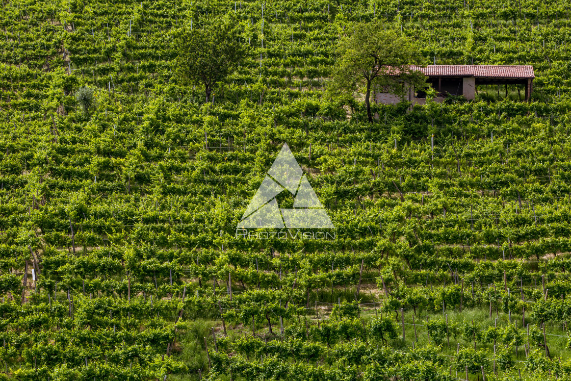 "Vineyard on the hill" stock image