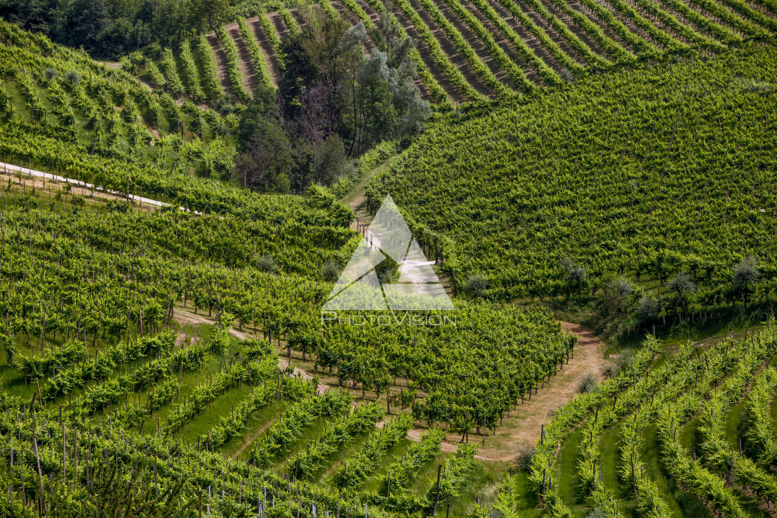 "A county of vineyards around Valdobbiadene" stock image