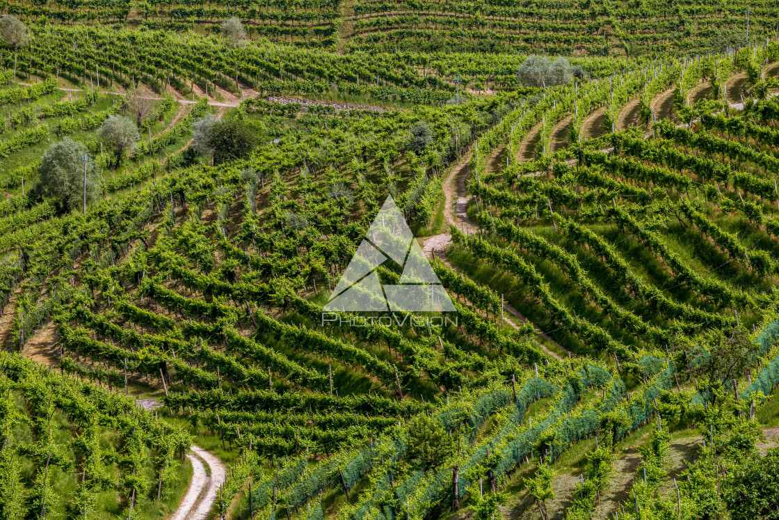 "A county of vineyards around Valdobbiadene" stock image