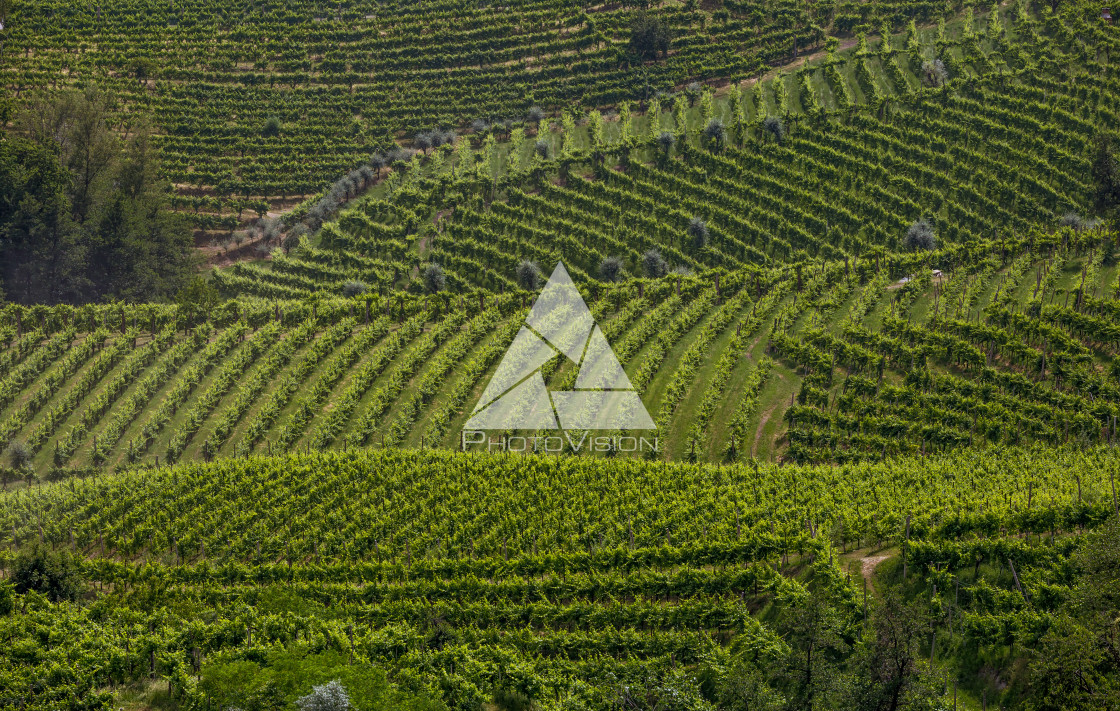 "A county of vineyards around Valdobbiadene" stock image