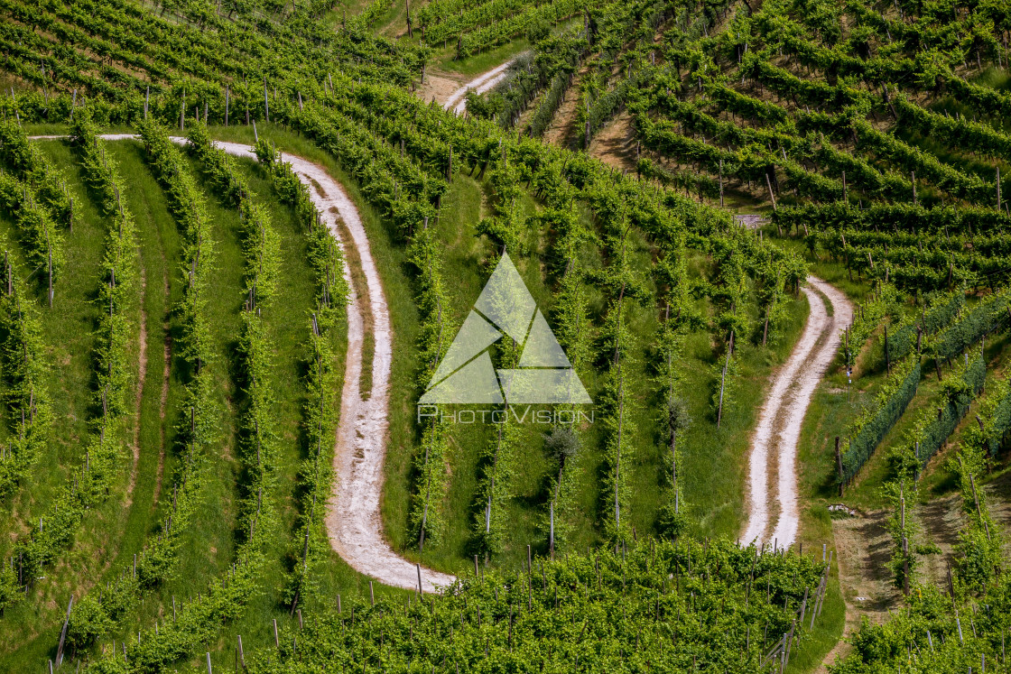 "Path between vineyards" stock image