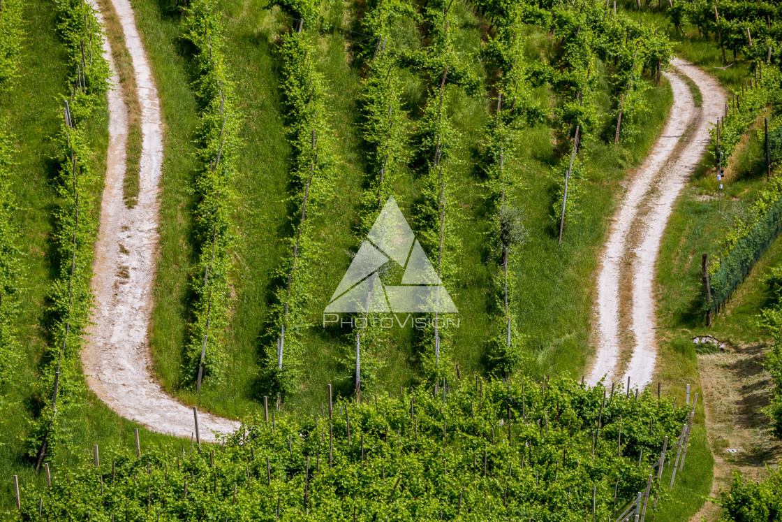 "Path between vineyards" stock image