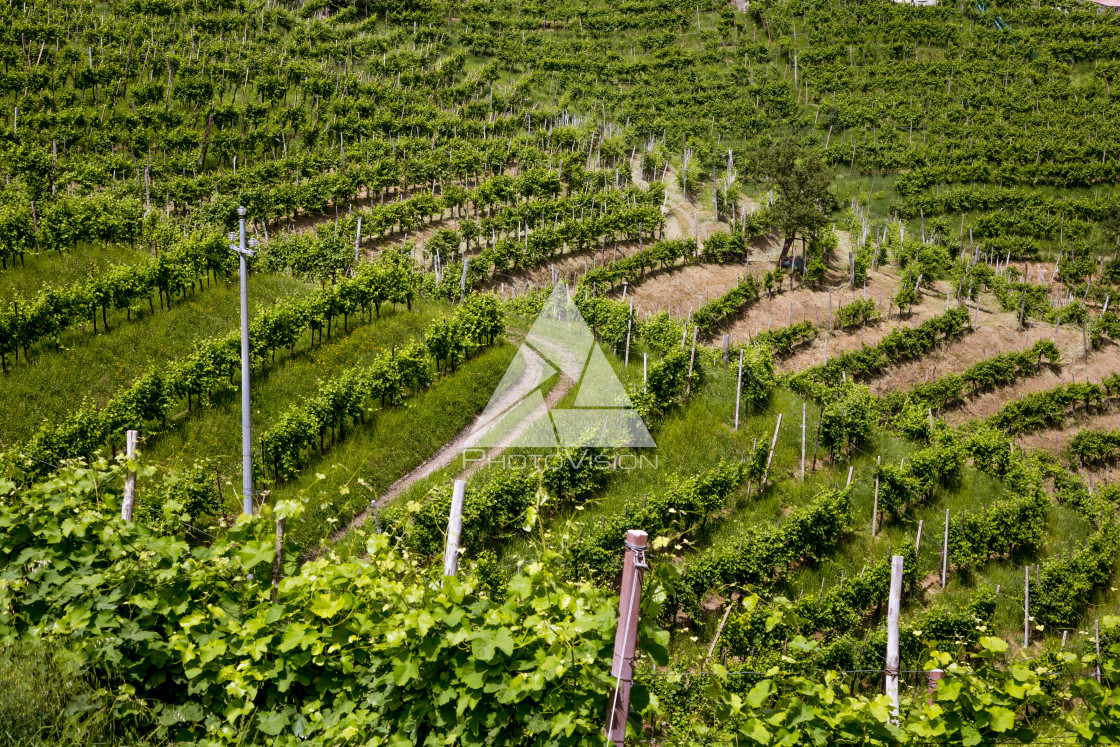 "A county of vineyards around Valdobbiadene" stock image