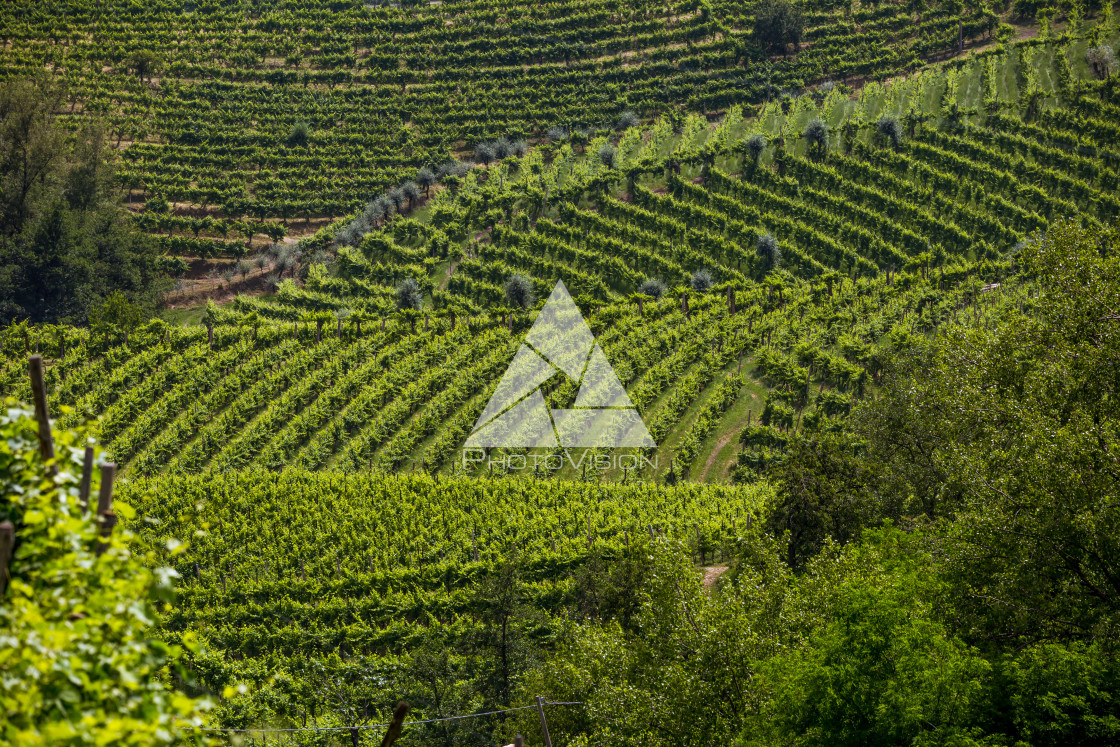 "A county of vineyards around Valdobbiadene" stock image