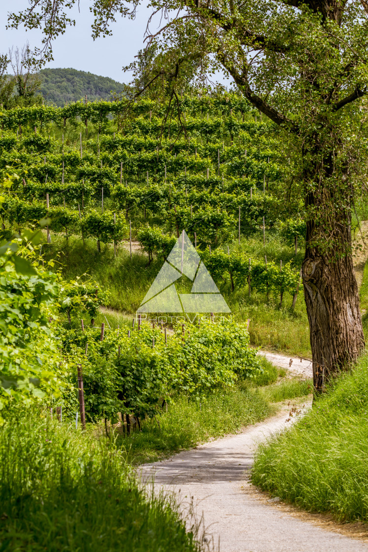 "Path between vineyards" stock image