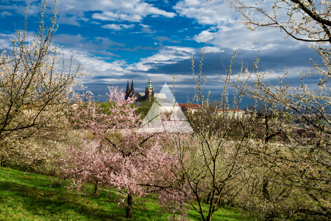 "Pražský hrad v rozkvetlých zahradách" stock image