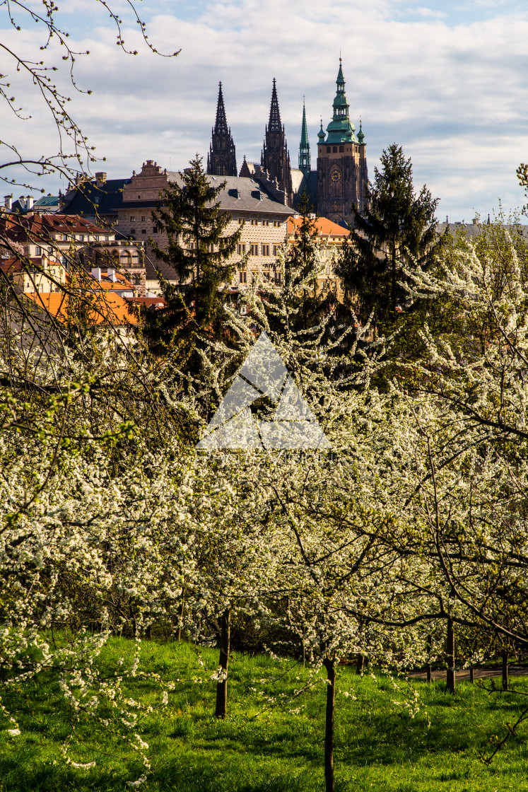 "Pražský hrad v rozkvetlých zahradách" stock image