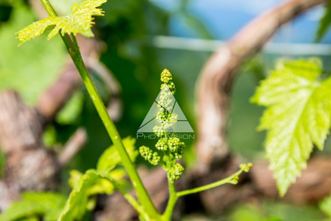 "Wine vine leaves and flowers" stock image