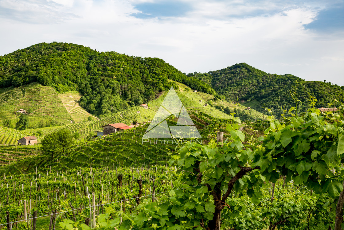 "Prosecco region, view of hills with vineyards, sunny day" stock image