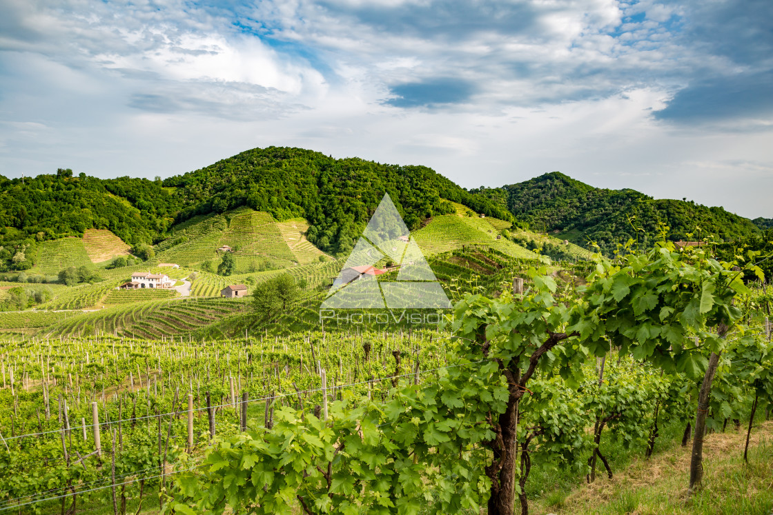 "Prosecco region, view of hills with vineyards, sunny day" stock image