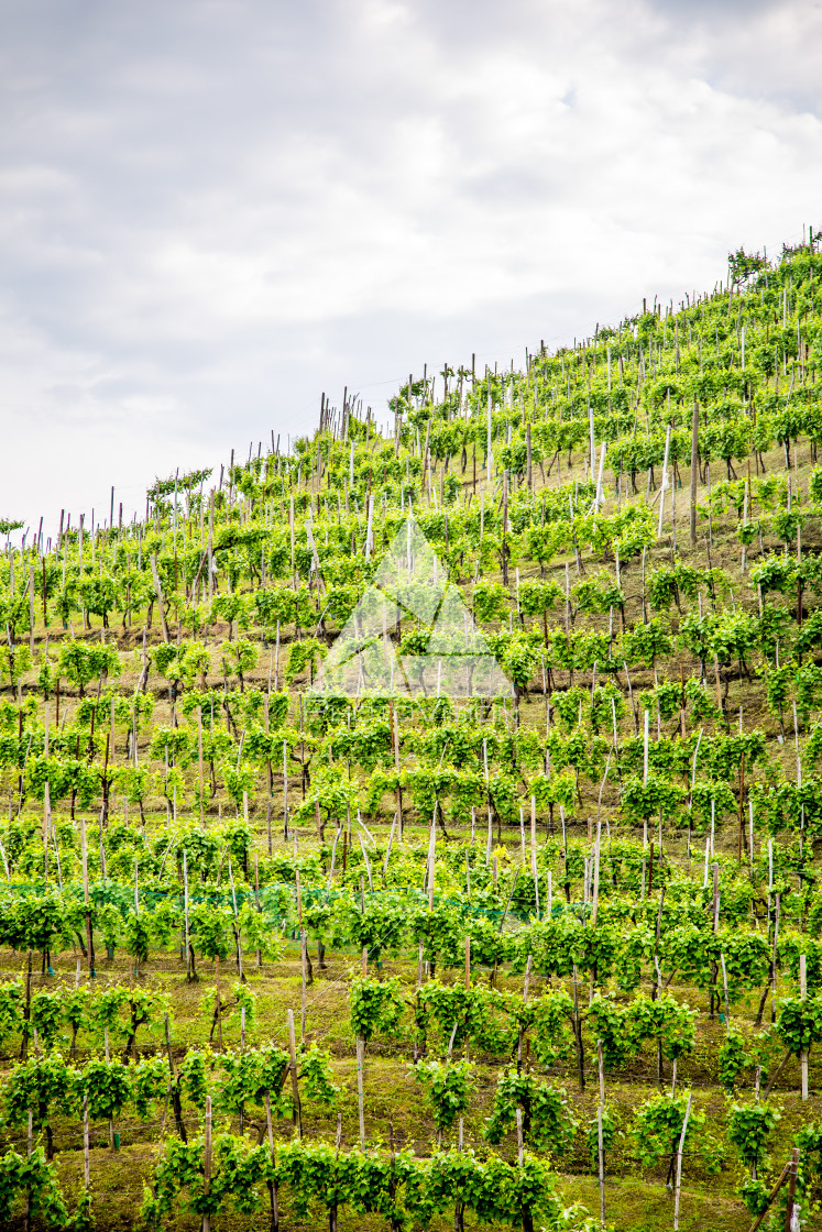 "Prosecco region, view of hills with vineyards, sunny day" stock image