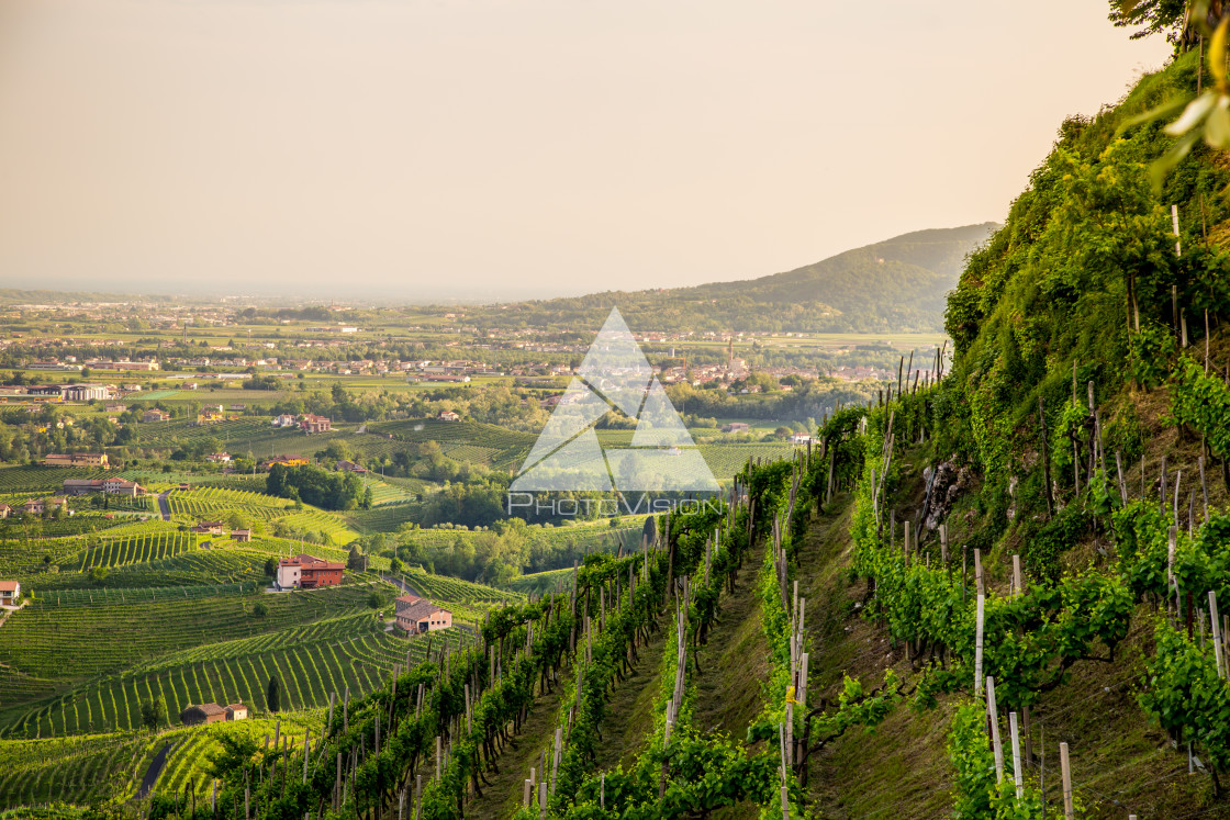 "Prosecco region, view of hills with vineyards, sunny day" stock image