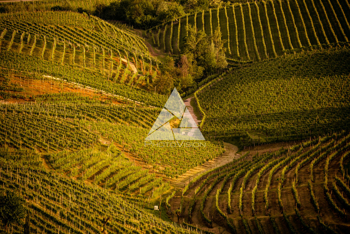 "Prosecco region, view of hills with vineyards, sunset" stock image