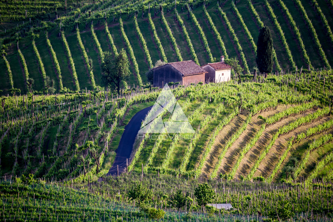 "Prosecco region, view of hills with vineyards, sunset" stock image