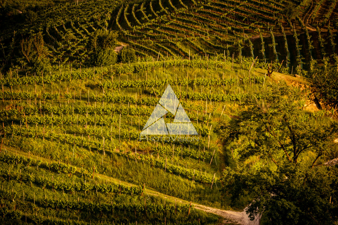 "Prosecco region, view of hills with vineyards, sunset" stock image