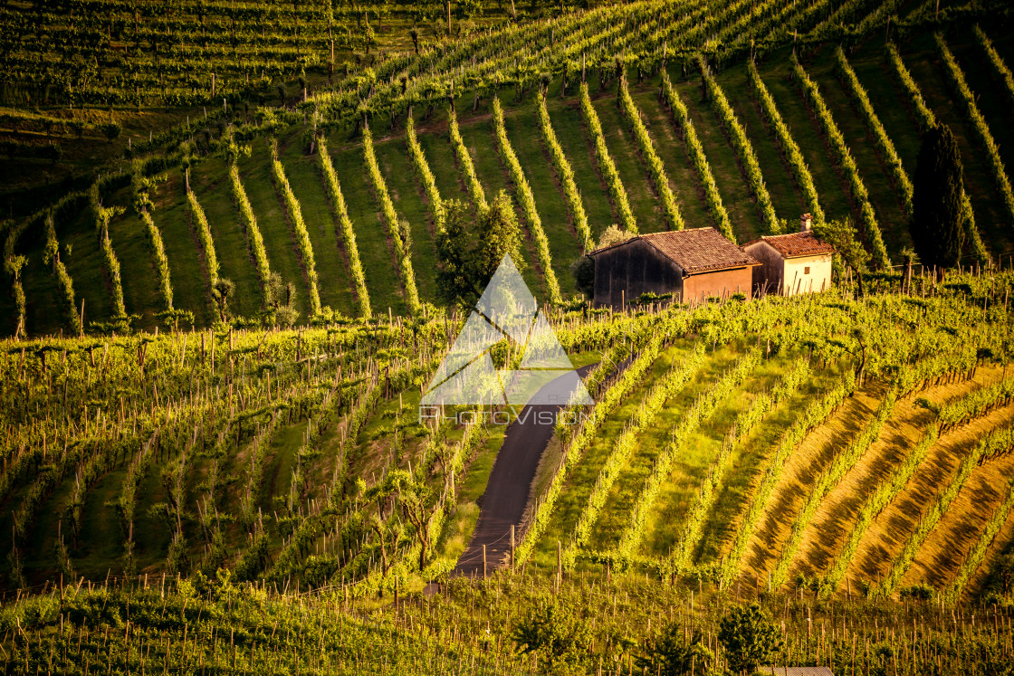 "Prosecco region, view of hills with vineyards, sunset" stock image