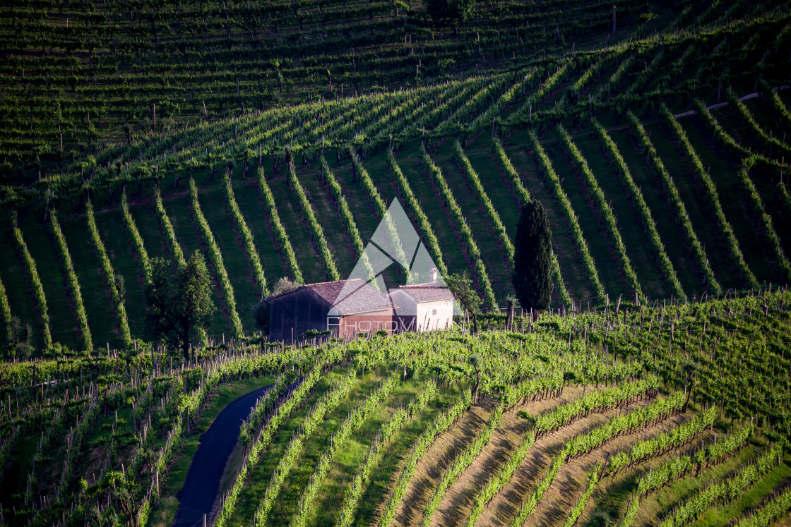 "Prosecco region, view of hills with vineyards, sunset" stock image