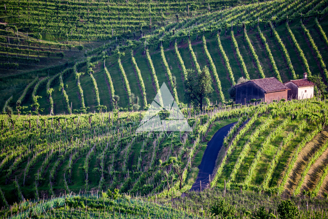 "Prosecco region, view of hills with vineyards, sunset" stock image