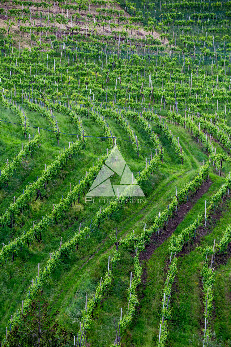 "Prosecco region, view of hills with vineyards, sunny day" stock image