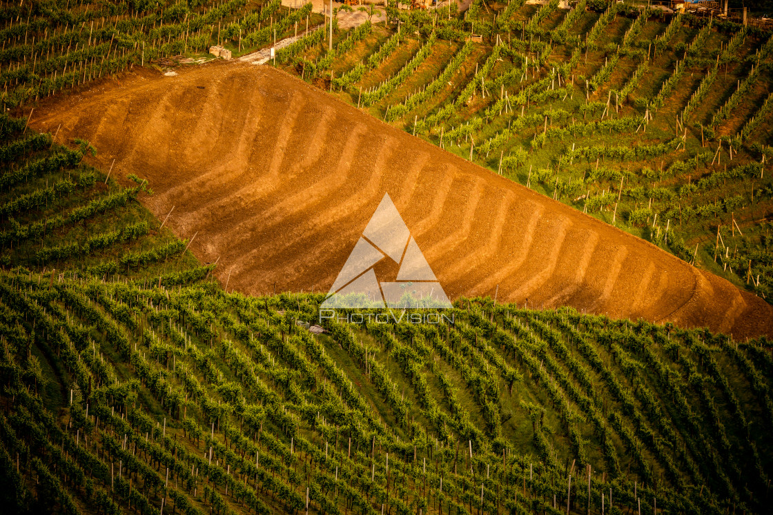 "New vineyard at sunset" stock image