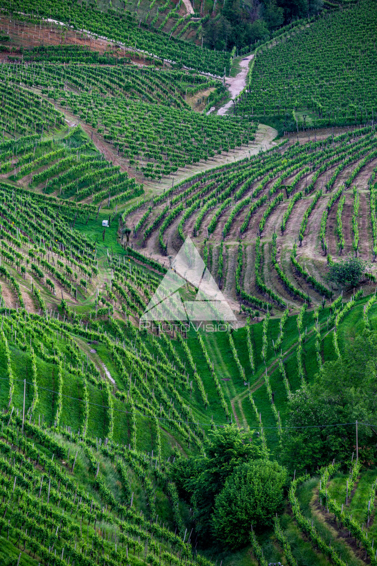 "Prosecco region, view of hills with vineyards, sunny day" stock image