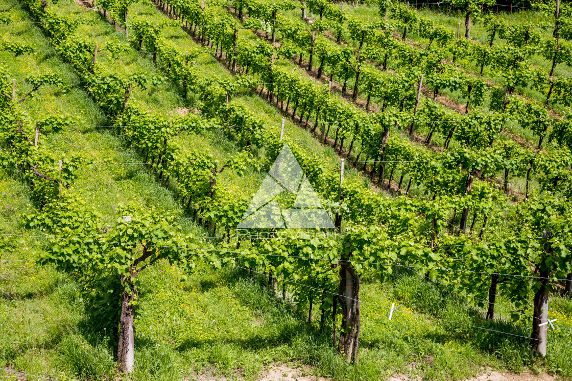 "Prosecco region, view of hills with vineyards, sunny day" stock image