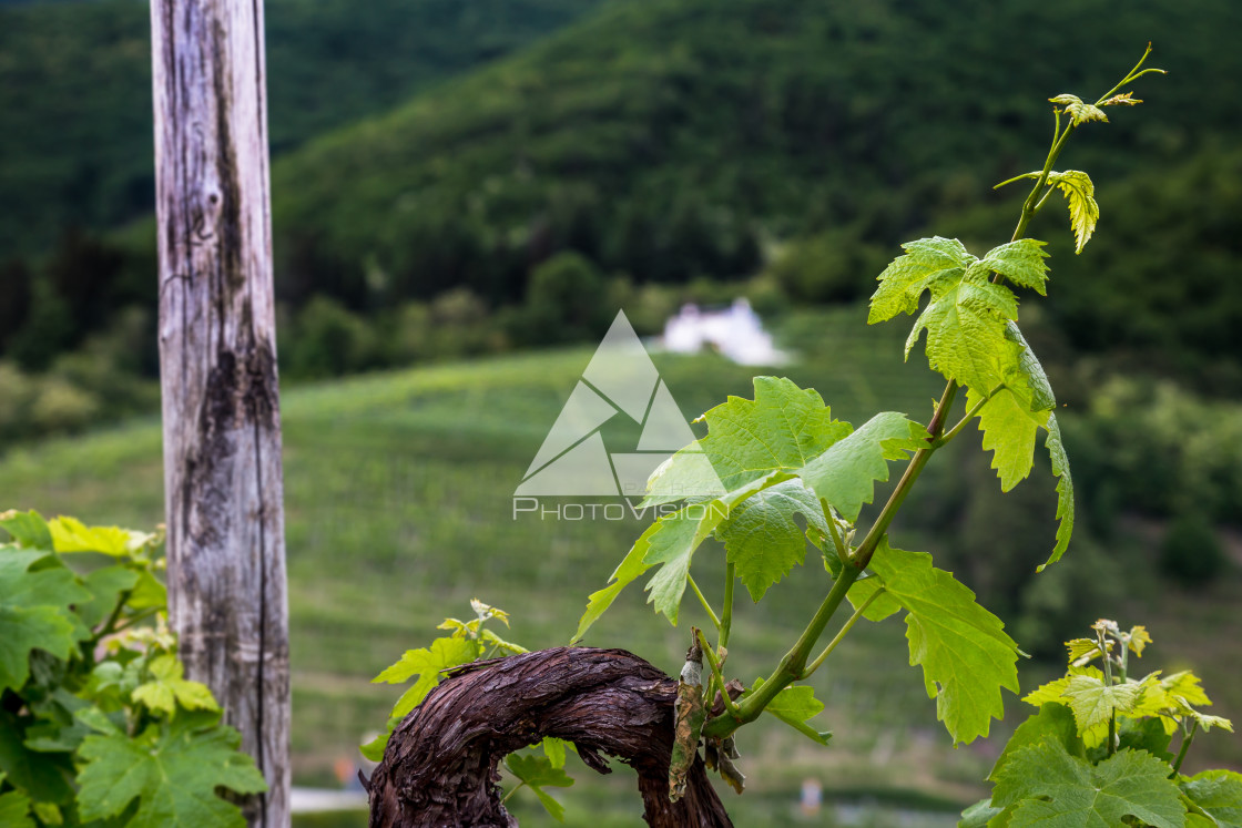 "Prosecco region, view of hills with vineyards, sunny day" stock image