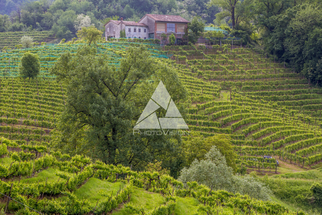 "Prosecco region, view of hills with vineyards, sunny day" stock image