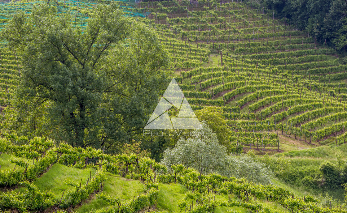 "Prosecco region, view of hills with vineyards, sunny day" stock image