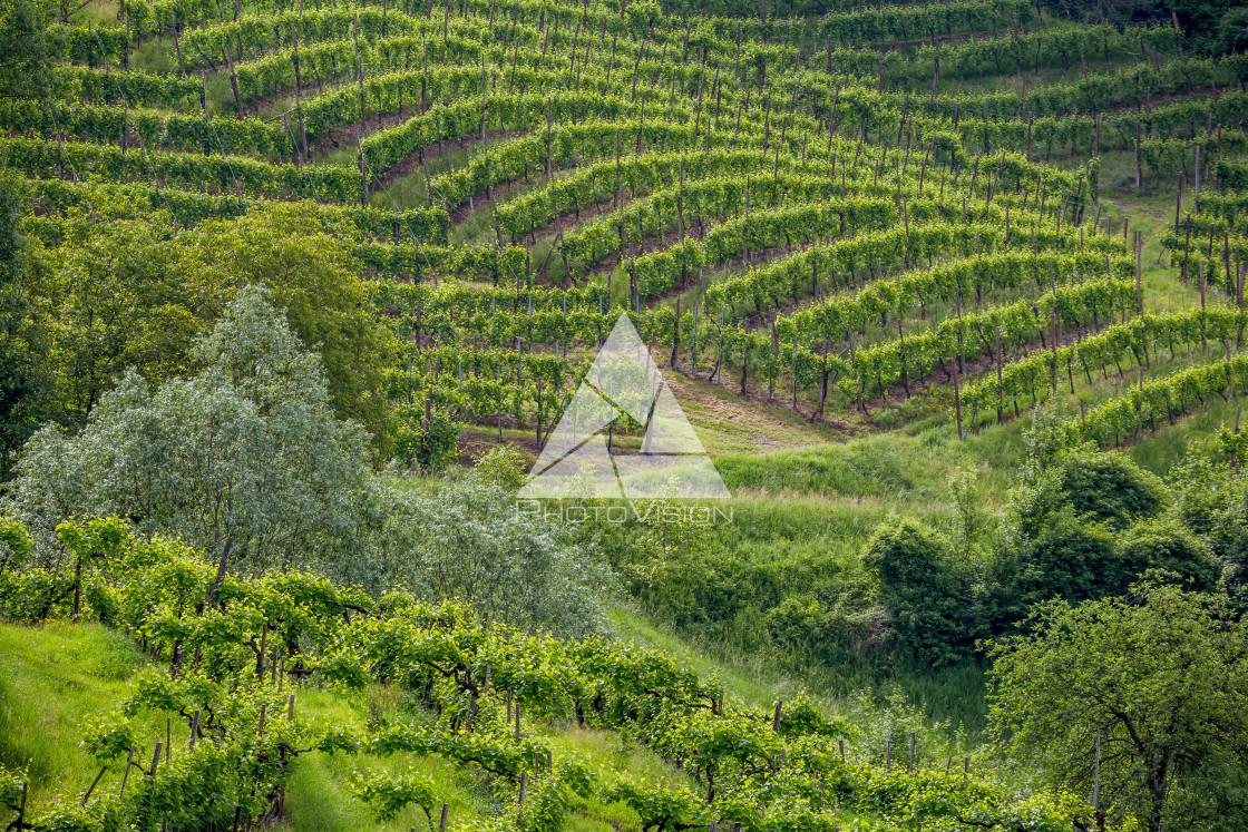 "Prosecco region, view of hills with vineyards, sunny day" stock image