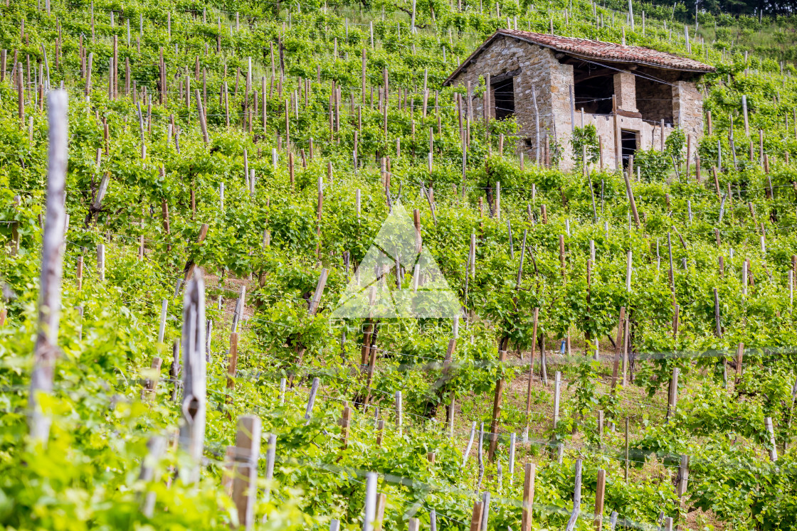 "Prosecco region, view of hills with vineyards, sunny day" stock image