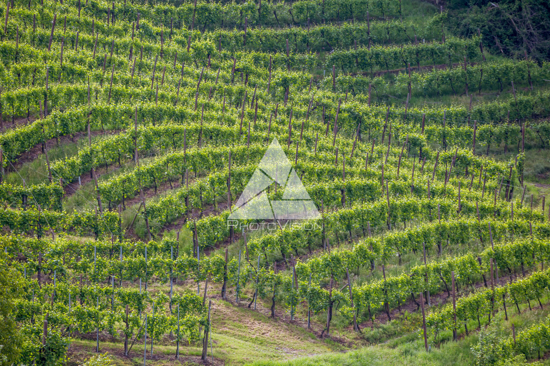 "Prosecco region, view of hills with vineyards, sunny day" stock image