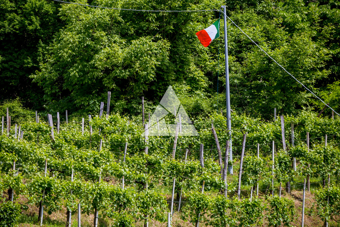 "Vineyards with Italian flag, Prosecco region" stock image