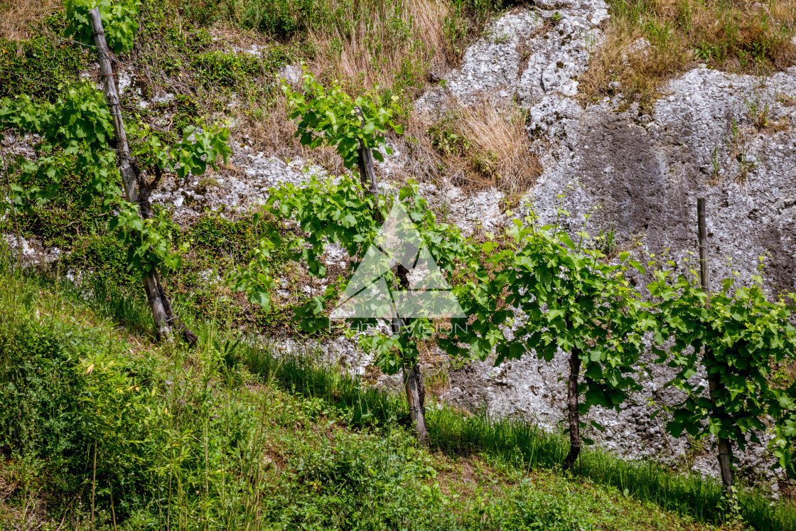 "Vineyards in a steep hill under the rock, Prosecco region" stock image