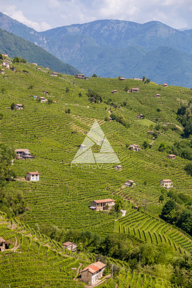 "Prosecco region, view of hills with vineyards, sunny day" stock image