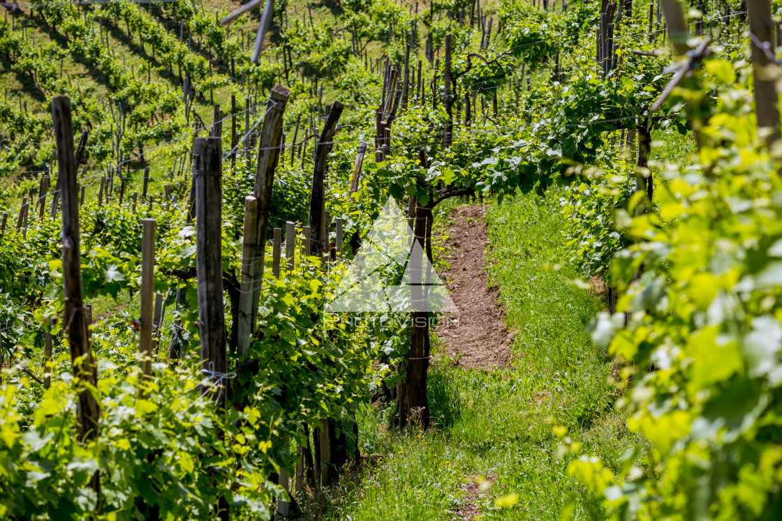 "Picturesque hills with vineyards of the Prosecco sparkling wine region in Valdobbiadene - Italy." stock image