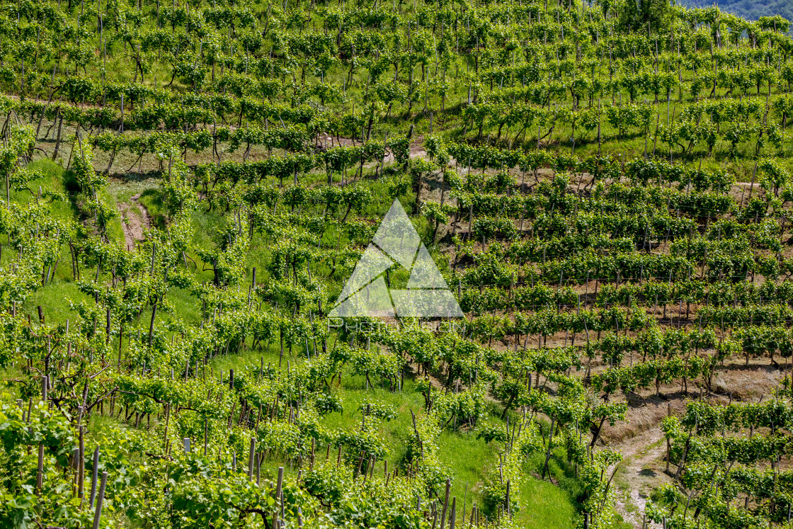 "Prosecco region, view of hills with vineyards, sunny day" stock image