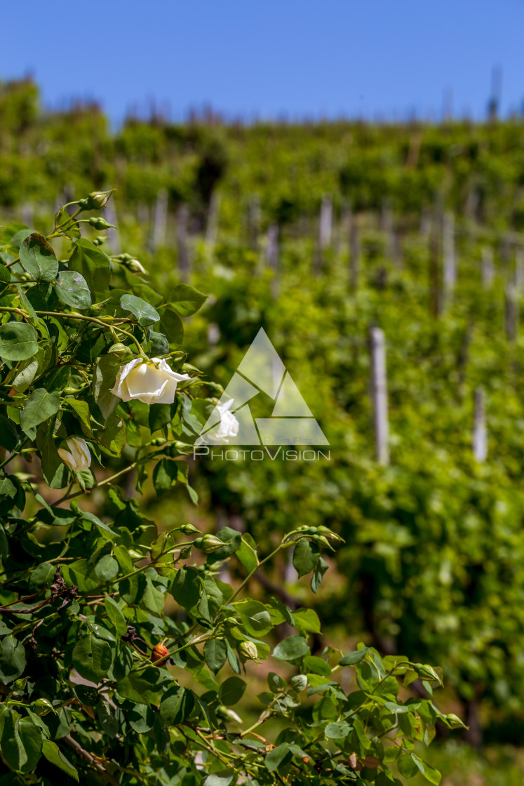 "Prosecco region, view of hills with vineyards, sunny day" stock image