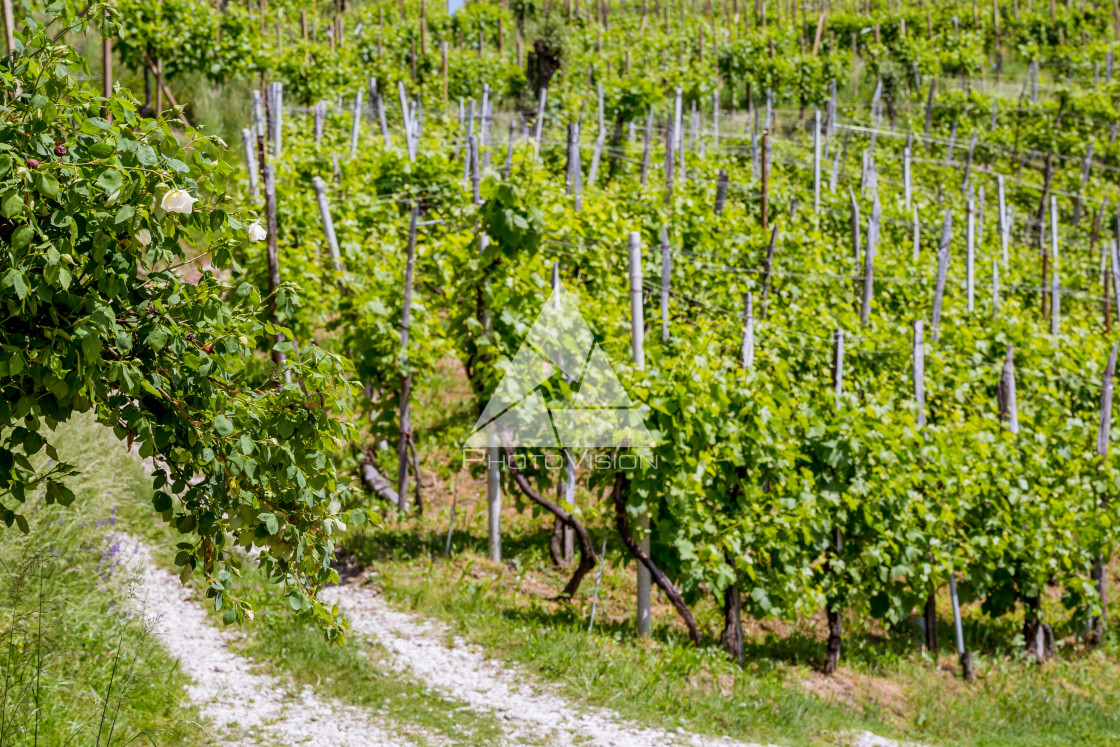 "Prosecco region, view of hills with vineyards, sunny day" stock image