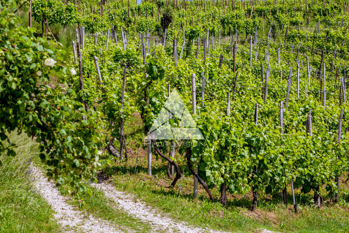 "Picturesque hills with vineyards of the Prosecco sparkling wine region in Valdobbiadene - Italy." stock image