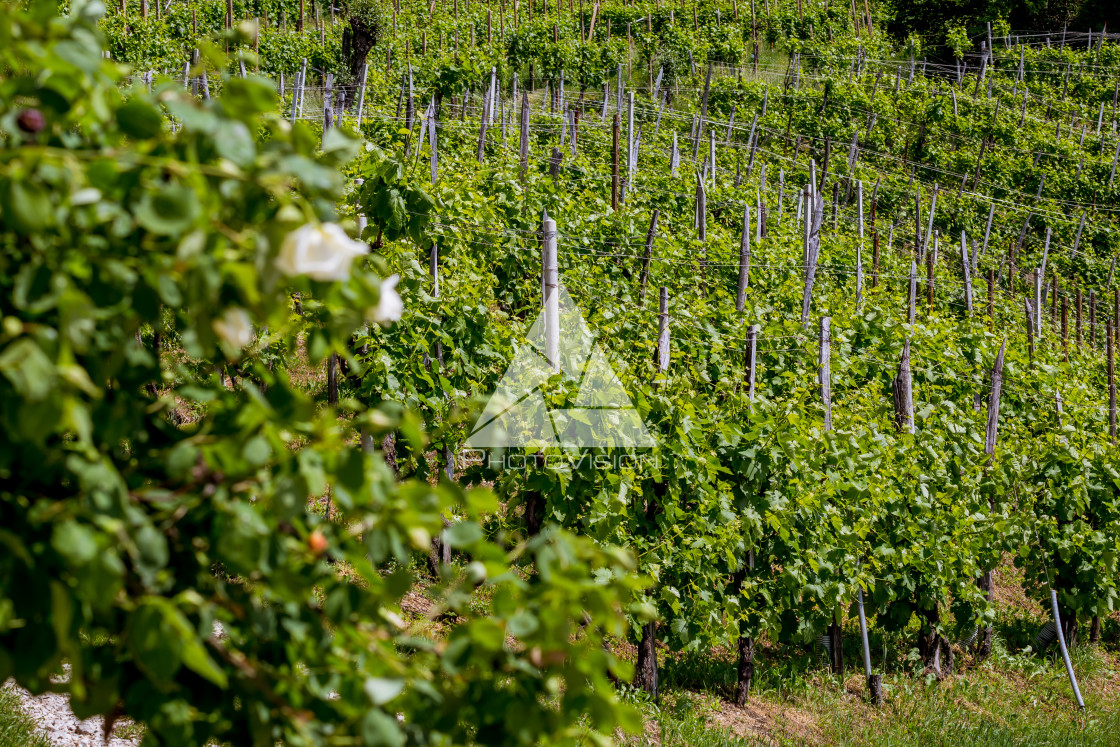 "Prosecco region, view of hills with vineyards, sunny day" stock image