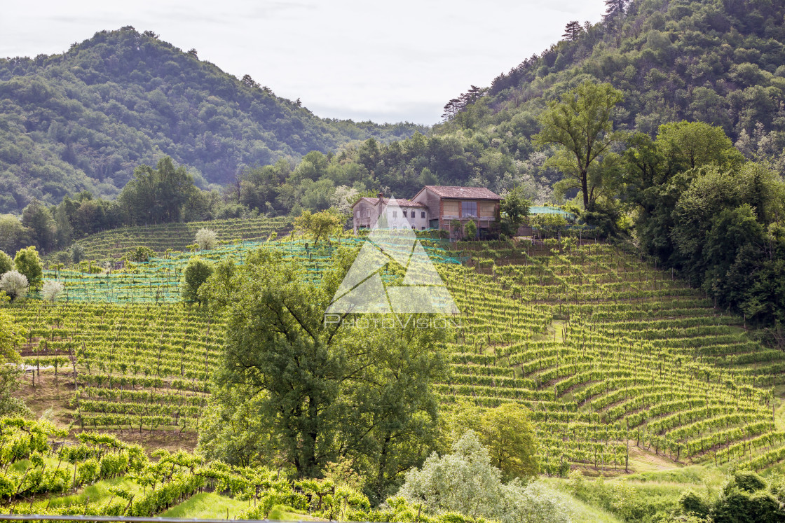 "Prosecco region, view of hills with vineyards, sunny day" stock image