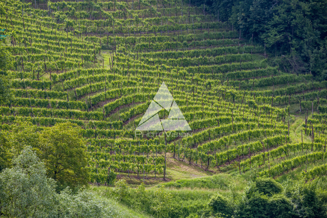 "Prosecco region, view of hills with vineyards, sunny day" stock image